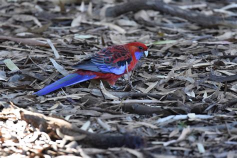 Crimson Rosella by TheBootesArtVoid on DeviantArt