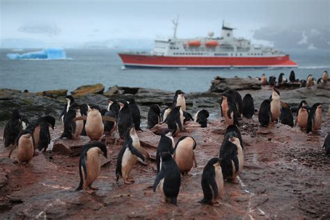 Penguin Island In Australia: Everything You Need To Know - IMP WORLD