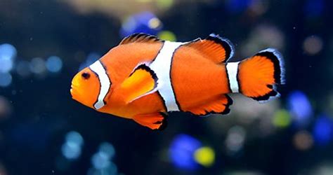 Clownfish – Branson's Wild World