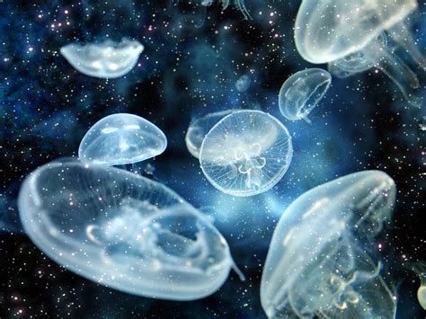 Jellyfish In Space | Melinda VanLone