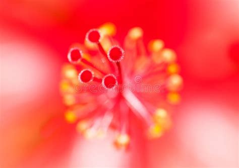 Hibiscus Stigma stock image. Image of hibiscus, gumamela - 59372689