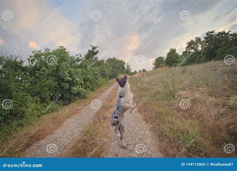 Dog Exercise Training Stand Up with Two Legs Stock Photo - Image of tennis, active: 194712866