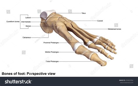 Foot Perspective View 3d Illustration Stock Illustration 474023764 ...