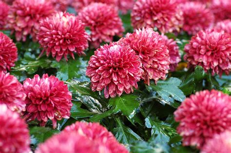 Wallpaper ID: 270617 / chrysanthemum 4k wallpaper free download