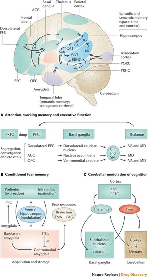 Basal ganglia frontal lobe connectivities for motor cognitive... | Download Scientific Diagram