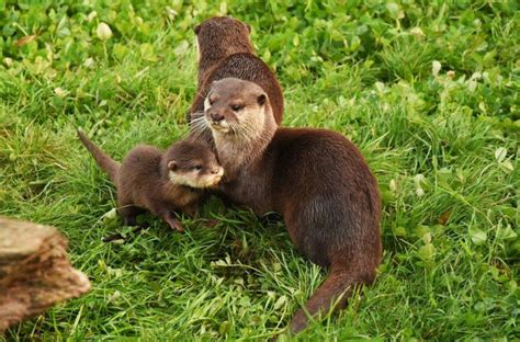 Four Otter Pups Come Out of the Den at Woburn Safari Park - ZooBorns