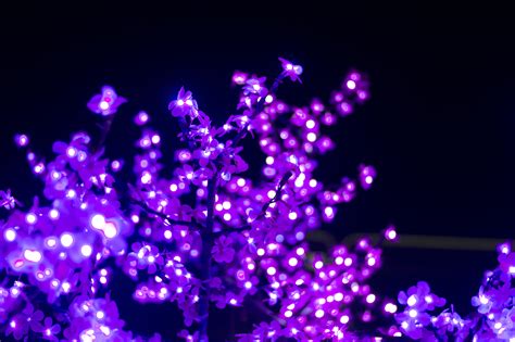 Free Stock Photo 16800 Pink Christmas lights | freeimageslive