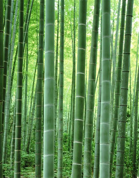 🔥 [47+] Bamboo Wallpapers HD | WallpaperSafari