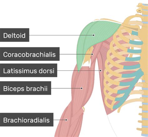 Deltoid Muscle Diagram