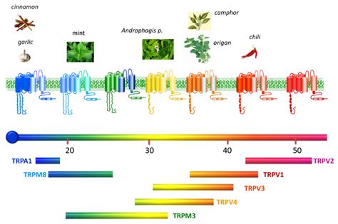 Thermotransient receptor potential (TRP) channels. Structurally ...