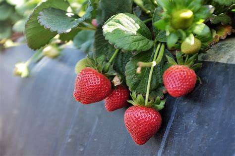 California Strawberry Farm Visit