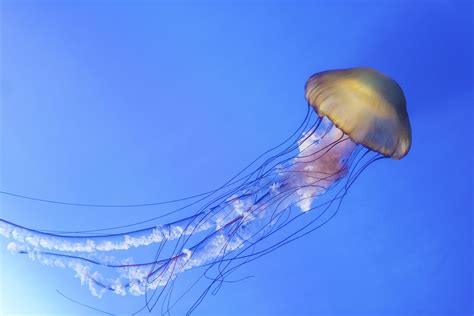 Gallery of Jellyfish Sting Pictures