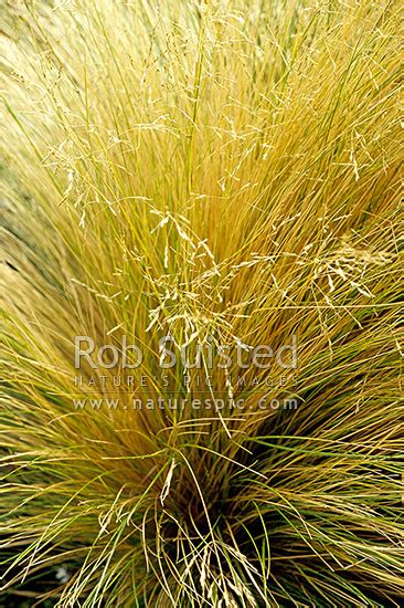 Tussock grass, New Zealand (NZ). Stock photo from New Zealand (NZ). Photos and Stock Photography ...