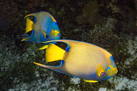 27 Most Popular Types of Saltwater Angelfish