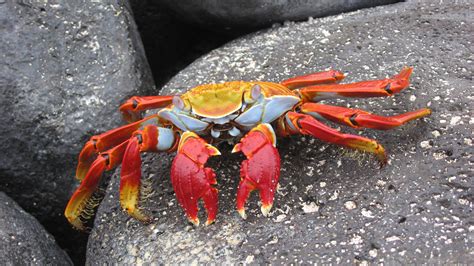 Beautiful, yet creepy crab. : r/pics