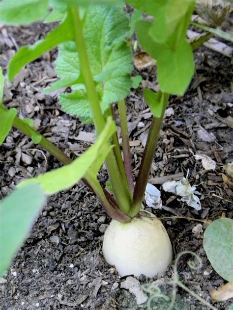 How to Grow White Radish, Grow Your Own Daikon in Your Backyard ...