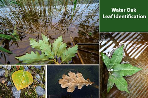 Water Oak Leaf Identification To Spot Water Oaks - EmbraceGardening