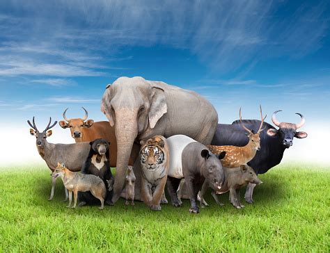 Group Of Asia Animals Stock Photo - Download Image Now - iStock