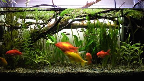 Planted goldfish aquarium - ninjatyred