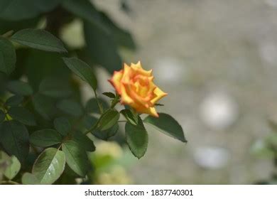 Rose Flower Blur Background Background Wallpaper Stock Photo (Edit Now) 1837740301 | Shutterstock