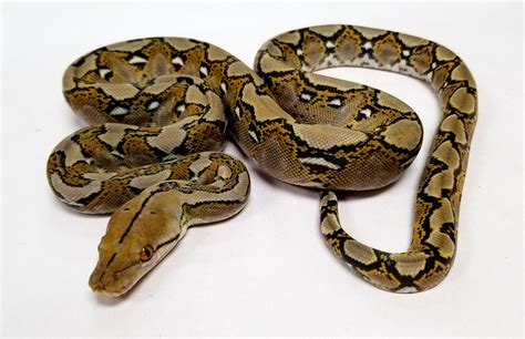 Reticulated Python Morphs