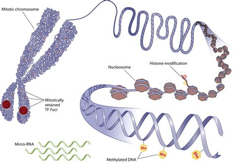 about epigenetic wiping - Home