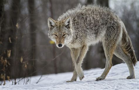 Cops warn residents to avoid mange-infected coyotes labeled ‘zombie ...