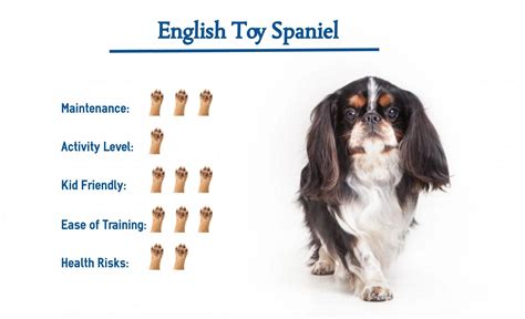 Cavaliers vs. English Toy Spaniel