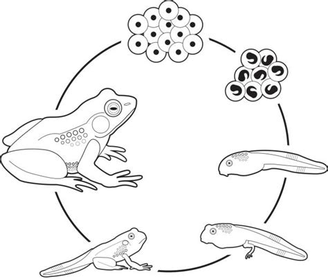 frog life cycle clipart black and white 10 free Cliparts | Download ...