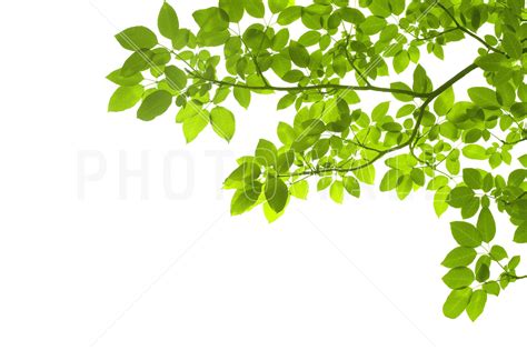 Green Leaves Corner – Trendy fotobehang | Inredning, Tapet