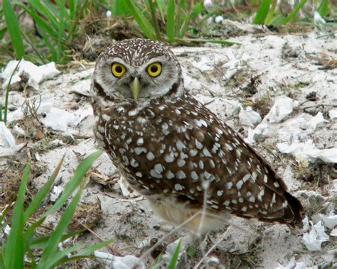 Burrowing Owl | Birdspix