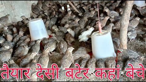 Quail Farming in India, Bater Farming in Uttar Pradesh, Bater hatchery ...