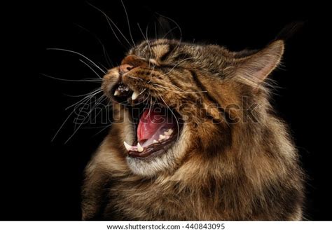 Closeup Portrait Angry Maine Coon Cat Stock Photo 440843095 | Shutterstock