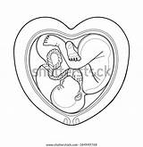 Uterus Coloring Pages Printable sketch template