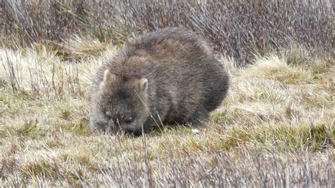 Wombat Eating 2 - YouTube