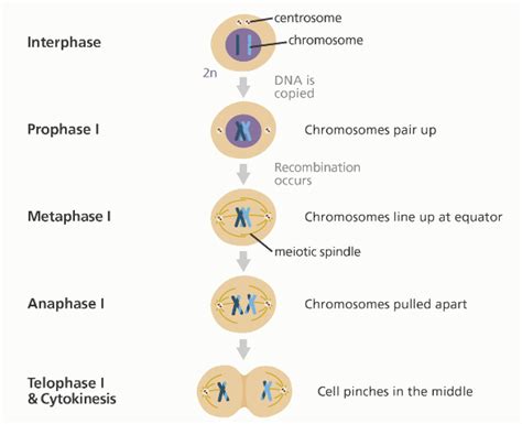 Understanding the Stages of Meiosis Cell Division