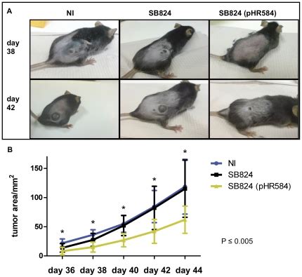 A Photographs of the clinical outcome of C57Bl/6 mice with subcutaneous... | Download Scientific ...