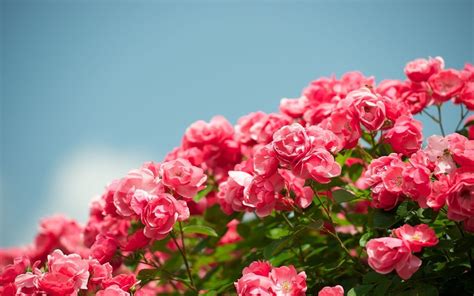 Red Rose Garden Wallpapers - Wallpaper Cave