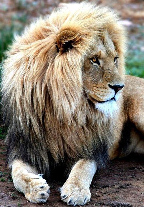 Majestic Looking African Male Lion! He Sees Something Interesting. Love ...