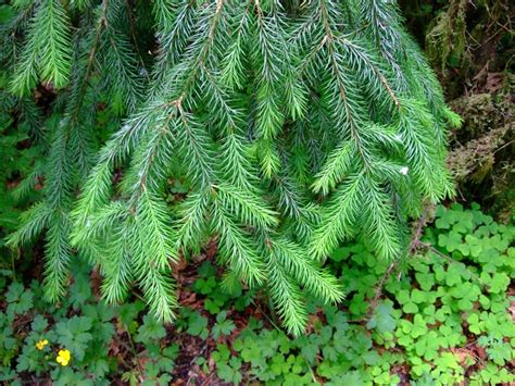 Sitka Spruce, Picea sitchensis | Native Plants PNW