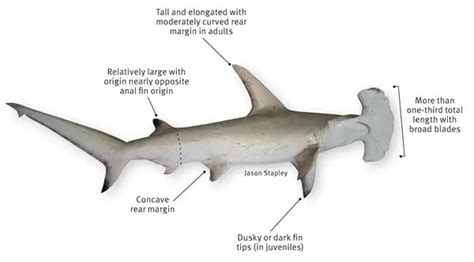 Hammerhead Shark Facts For Kids - All About Hammerhead Sharks