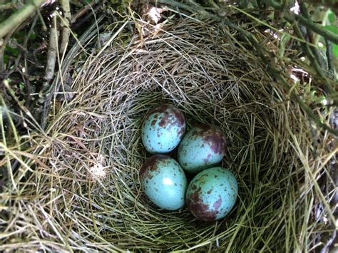 Mockingbird Eggs