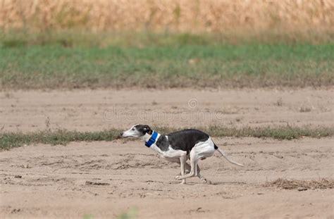 Greyhound Dog Running in Training Stock Image - Image of sand, feet ...