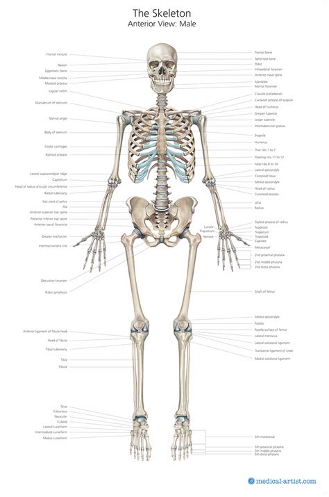 Skeleton Illustrations | Medical Illustrations of the Skeletal System & Skull