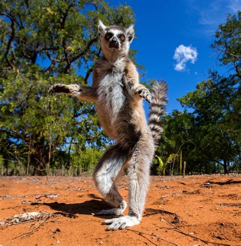 Katta-Lemur, Madagaskar jigsaw puzzle in Tiere puzzles auf ...