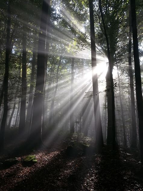 Free Images : tree, nature, branch, light, sun, fog, mist, sunlight ...