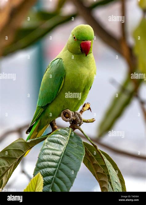 Green parrot hi-res stock photography and images - Alamy