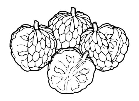 Custard Apple Coloring Pages to Print - Free Printable Coloring Pages