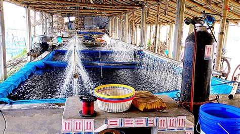 Farming of Tilapia : Breeding Plans, Mass Seed Production and Aquaculture Techniques - YouTube