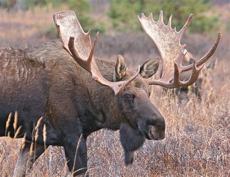 File:Bigbullmoose.jpg - Wikipedia